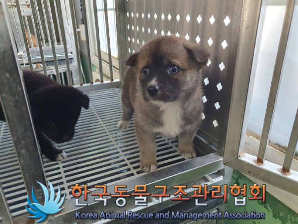 한국동물구조관리협회_411304202400692